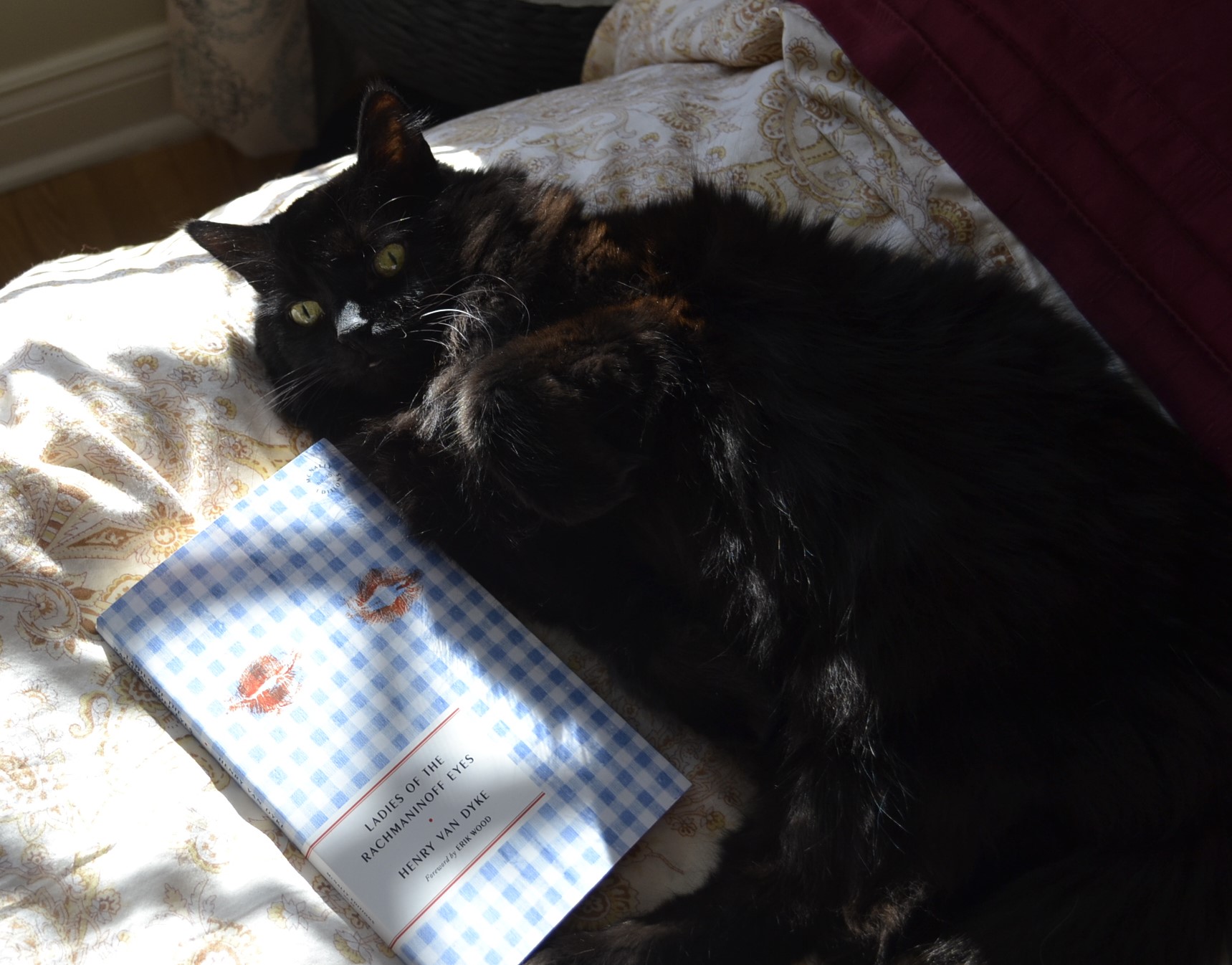 A black and fluffy cat lies beside a blue-gingham book: Ladies of the Rachmaninoff Eyes.