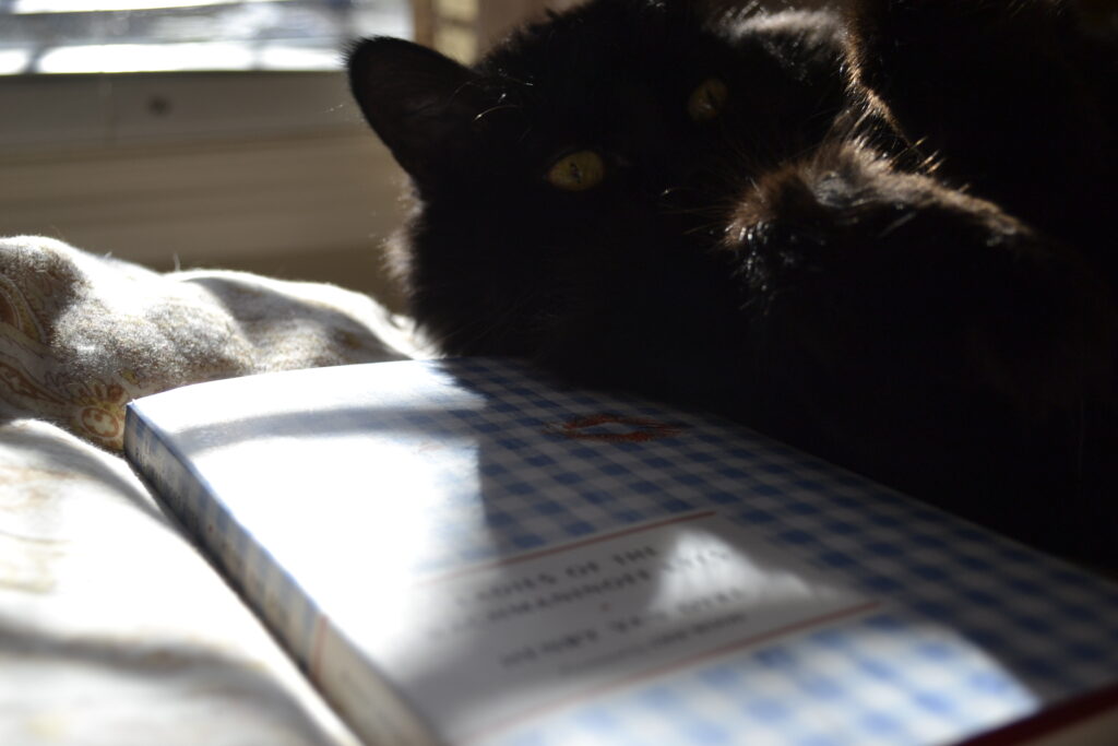 A fluffy black cats looks over the edge of a blue-gingham book.
