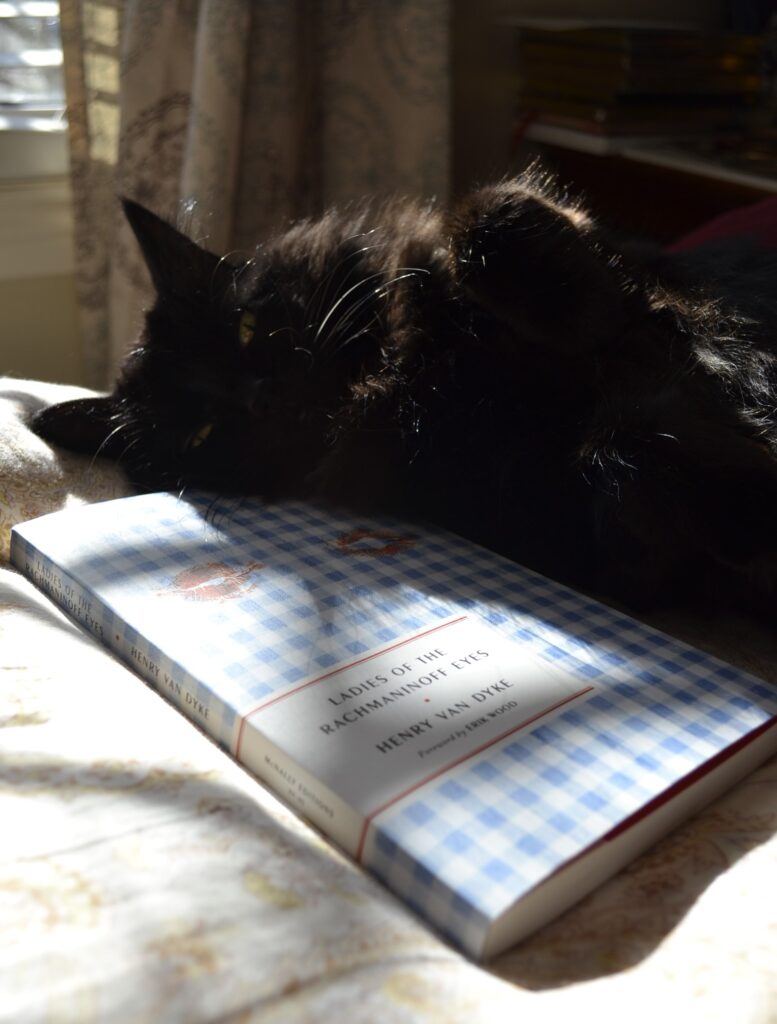 A black fluffy cat lies belly-up in the sunshine, leaning against a blue gingham-covered book.