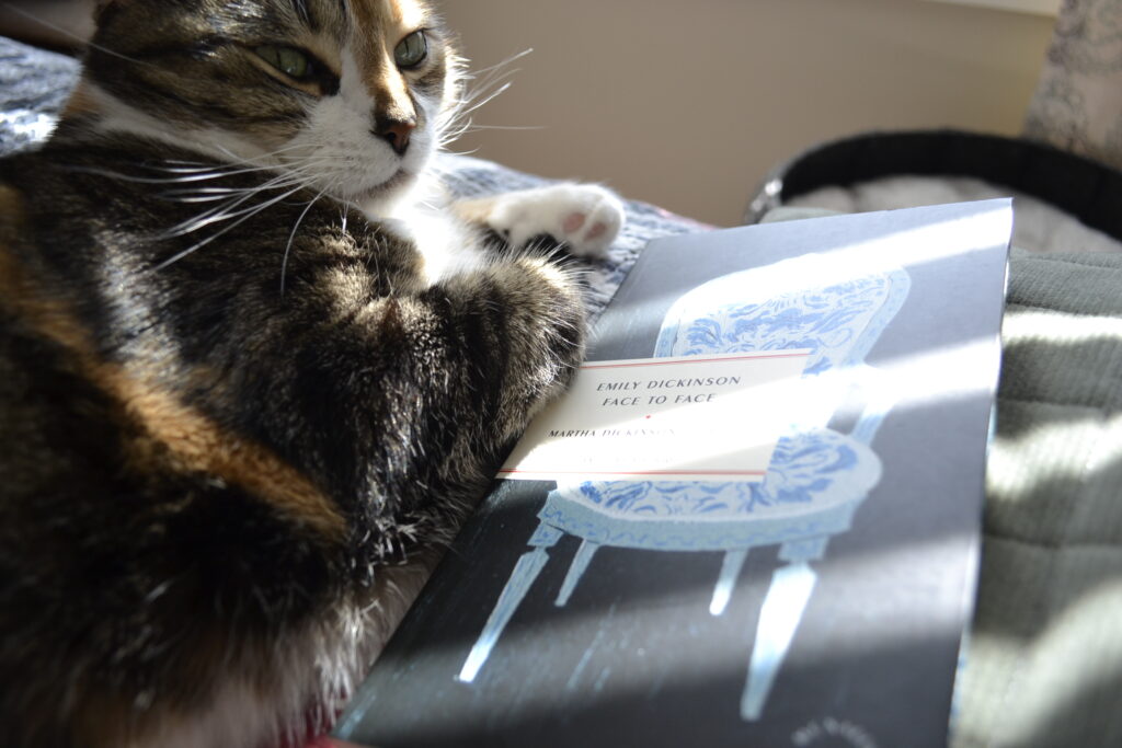 A calico tabby lies in sunlight with a book beside her.