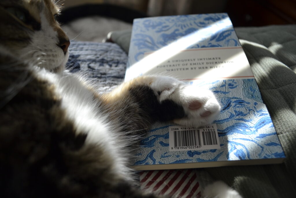 A calico tabby rests her paw on a blue-and-white book.