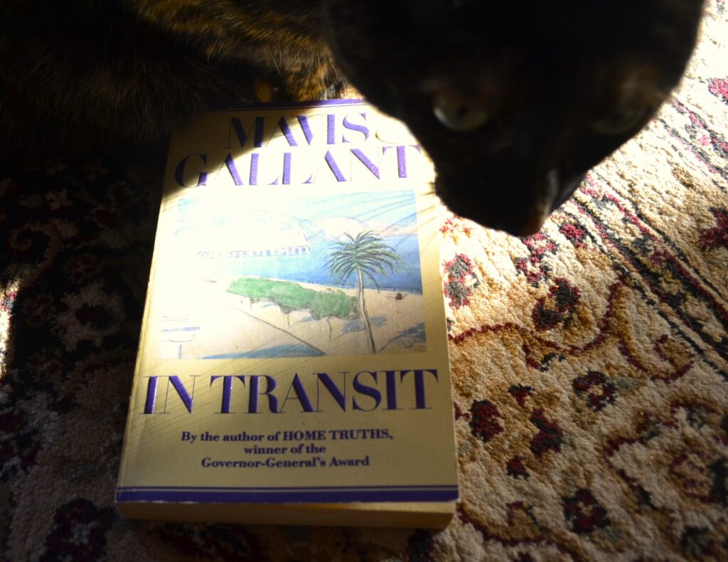 A tortoiseshell cat looms over a white paperback, casting dark shadows through bright sunlight.