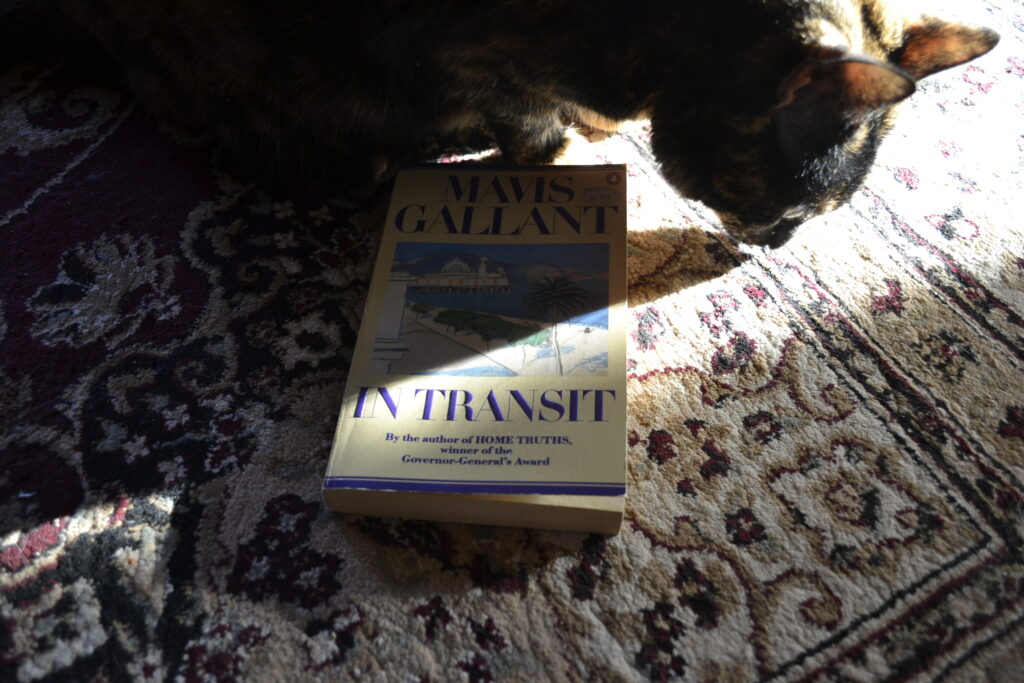 A tortoiseshell cat stands in bright sunlight, casting shadows over a white book: In Transit by Mavis Gallant.