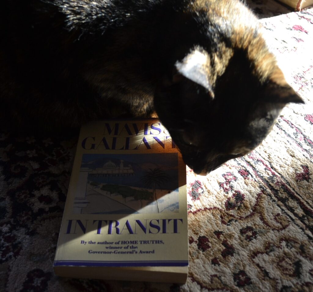 A tortie crouches in the shadows over Mavis Gallant's In Transit.