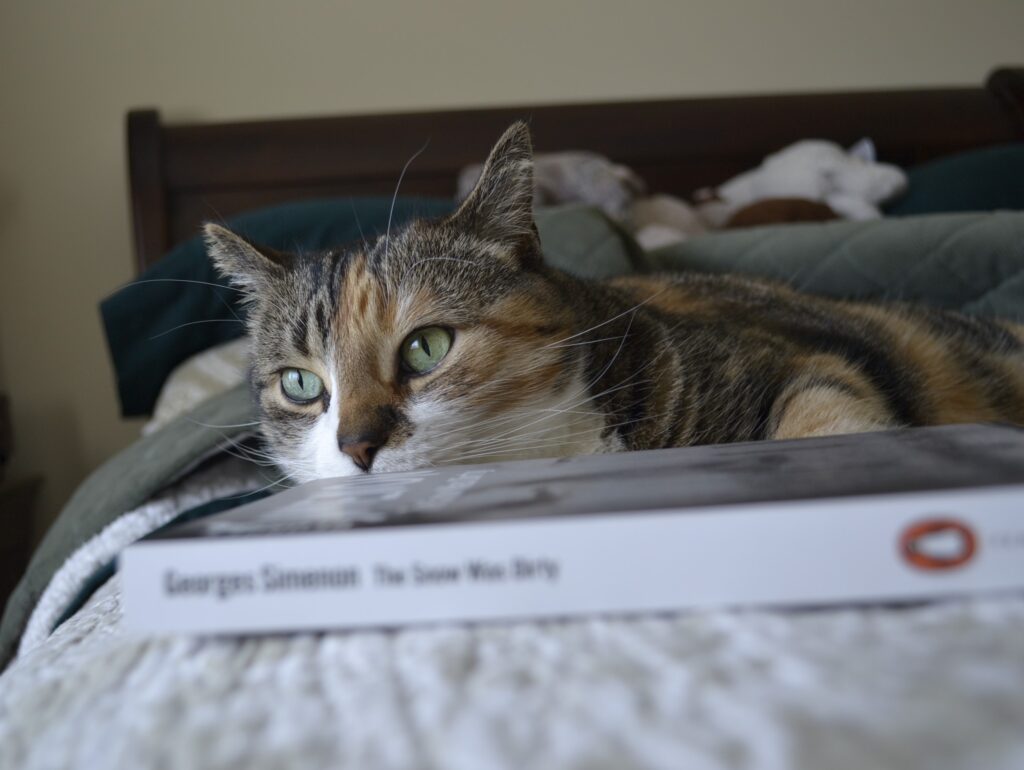 A calico tabby lies on a bed, peeping over the edge of a book.