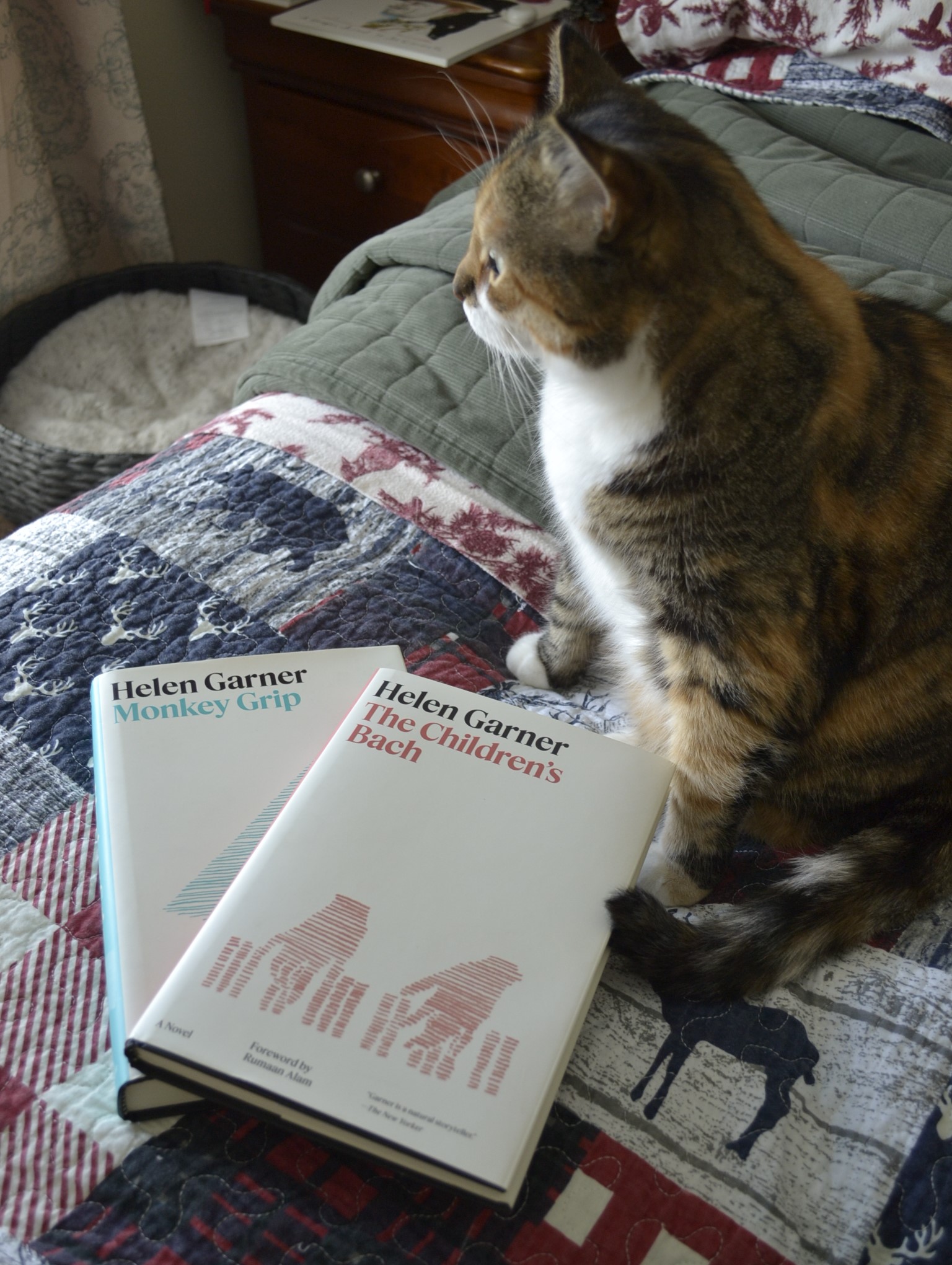 A calico tabby sits on a bed with a patterned quilt. Beside her is a stack of two matching books by Helen Garner.
