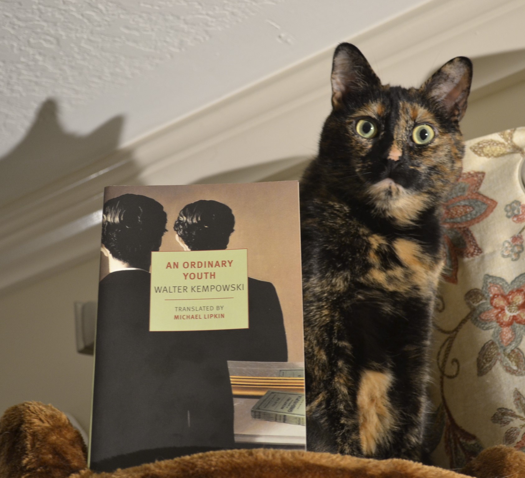 A book sits on top of a cat tree. Beside it sits a tortie with yellow-green eyes and mottled black-and-orange fur.