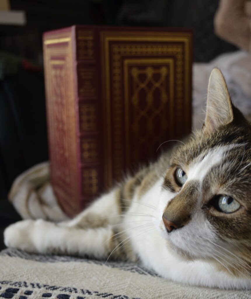 A tabby cat lies comfortably on a chair. Behind her is a red leatherbound book embossed with gold patterns.