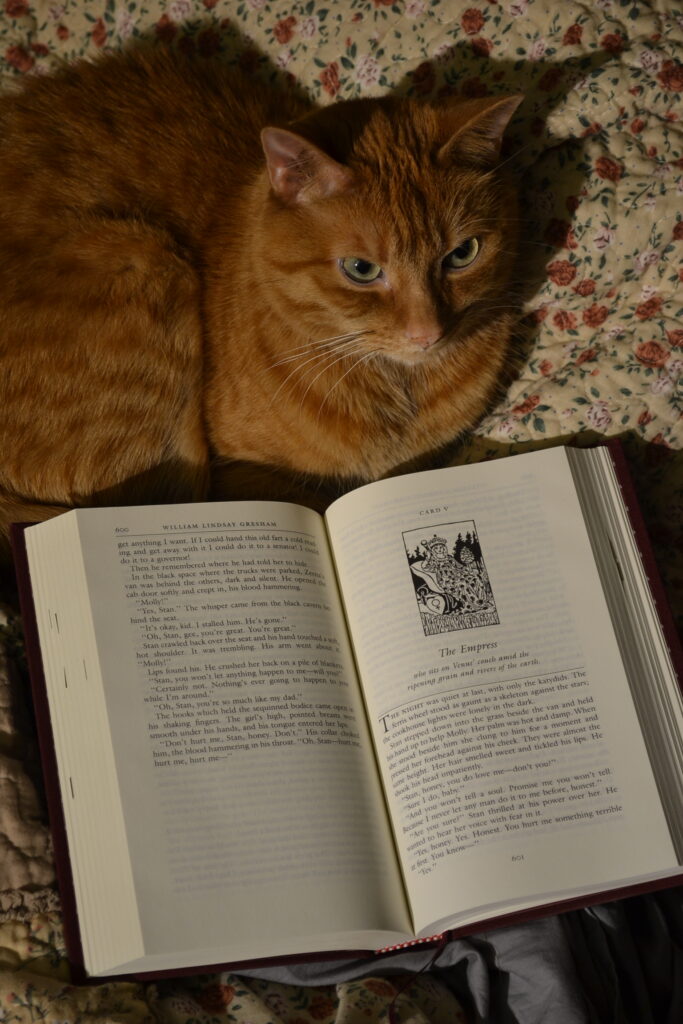 An orange tabby cat lounges on a floral bed spread, a book open beside her. The lighting it dark and dramatic.