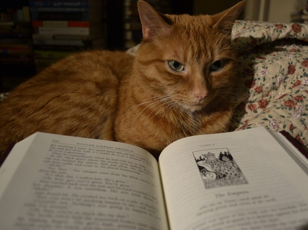 An orange cat in dramatic lighting looks at the inside of a book, an illustrated chapter title labelled 'Card V: The Empress'.