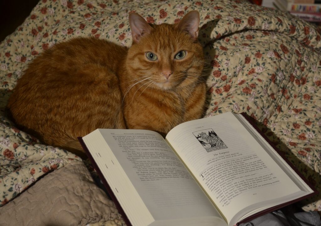 An orange cat in dark lighting sits beside a book that is open to a chapter title 'The Empress' and illustrate with a woodblock print that looks like a tarot card.