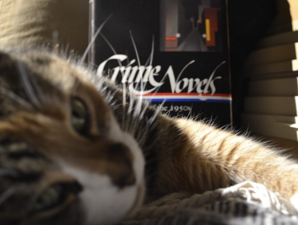 A calico tabby blinks softly at the camera, contented.