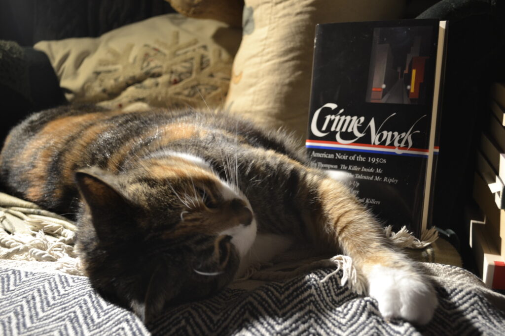 A calico tabby stretches out in the bright and shadowy light. Beside her is a black hardcover book.