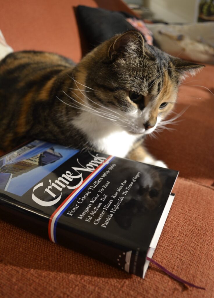 A calico tabby look disdainfully at a thick hardcover book.