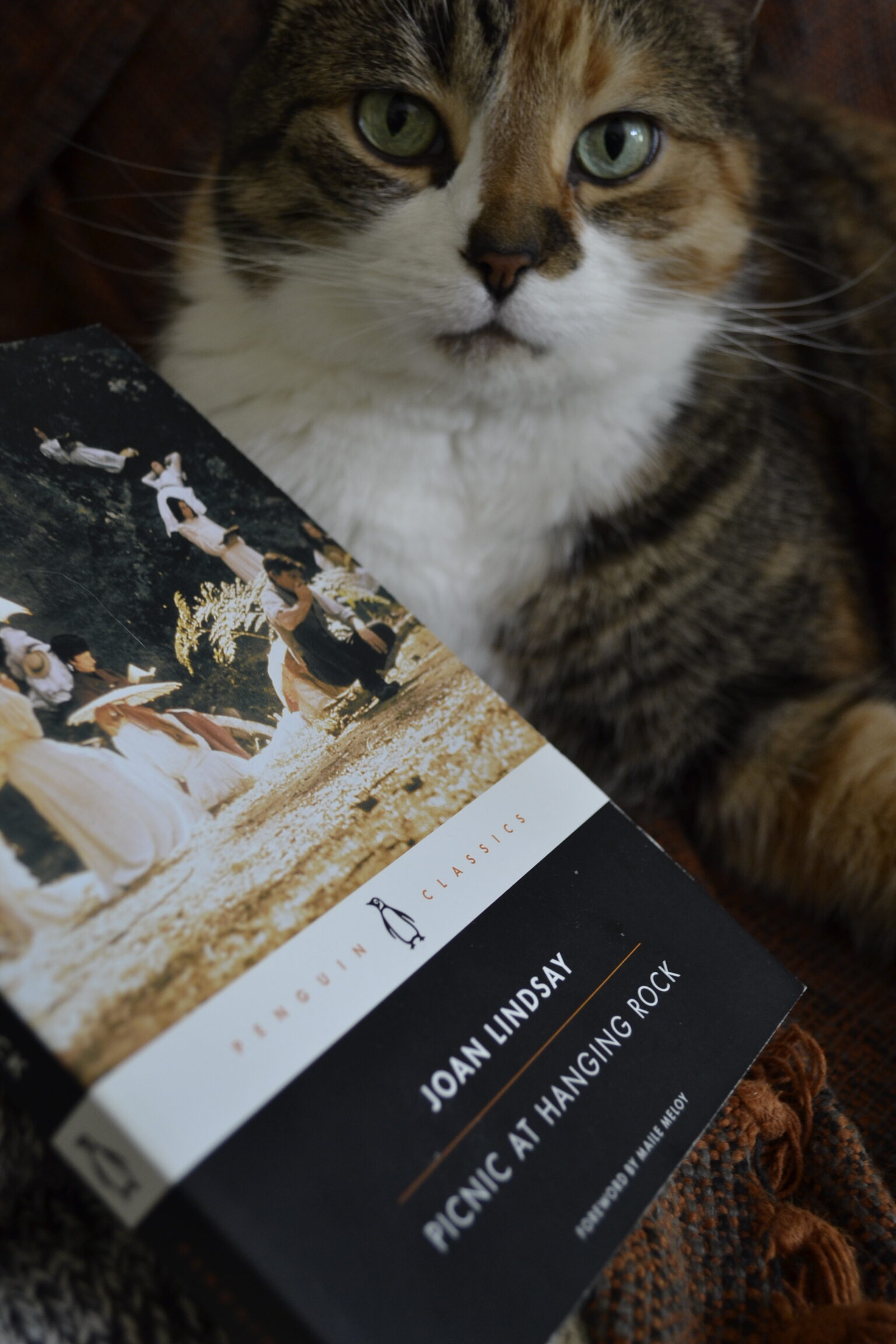 The cover of Picnic at Hanging Rock features a hazy photographs of young women having a picnic in a lightly overgrown area.