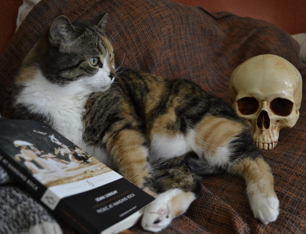 A tabby sits alertly beside a skull. Between her paws is a black book.