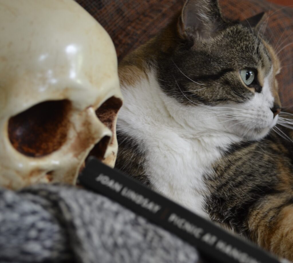 A calico tabby looks over its shoulder.