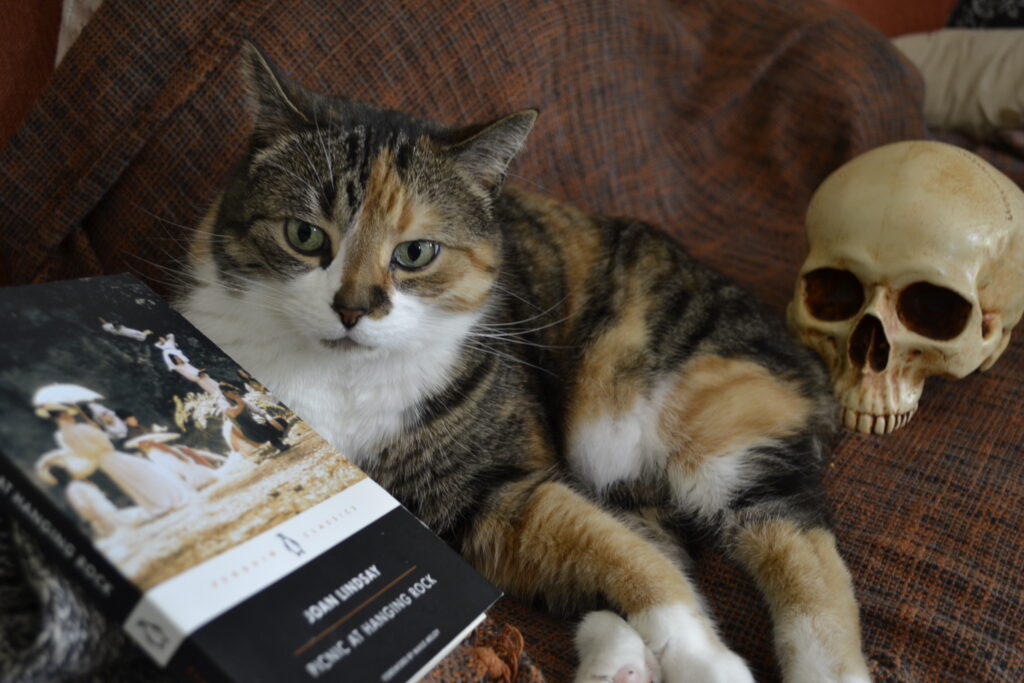 A calico tabby lounges between a skull and a black book.