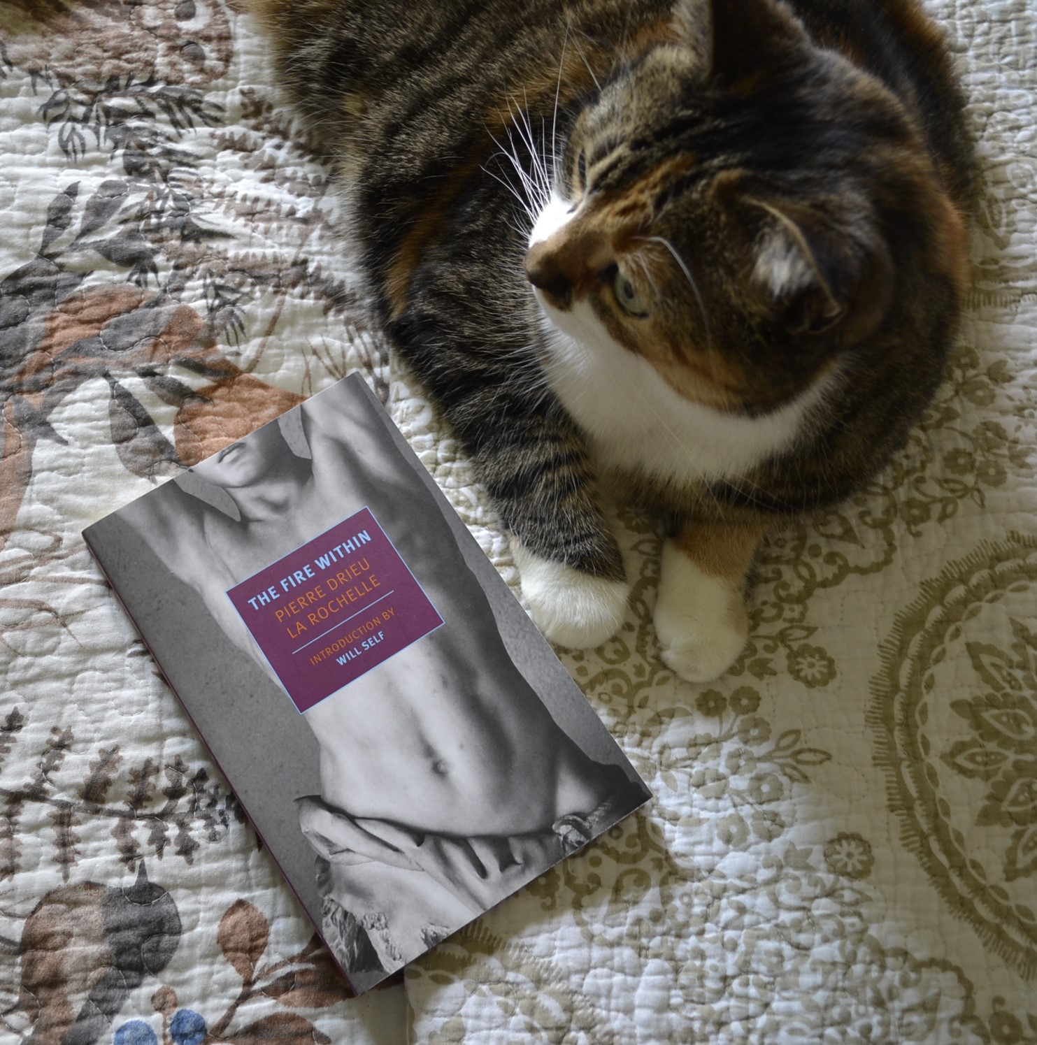 A calico tabby lies on a bed beside a book.