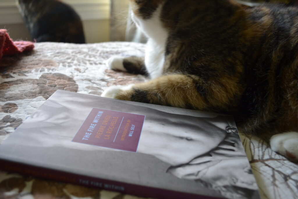 Two cats sit beside an open window. On the bed beside the calico tabby lies a book.