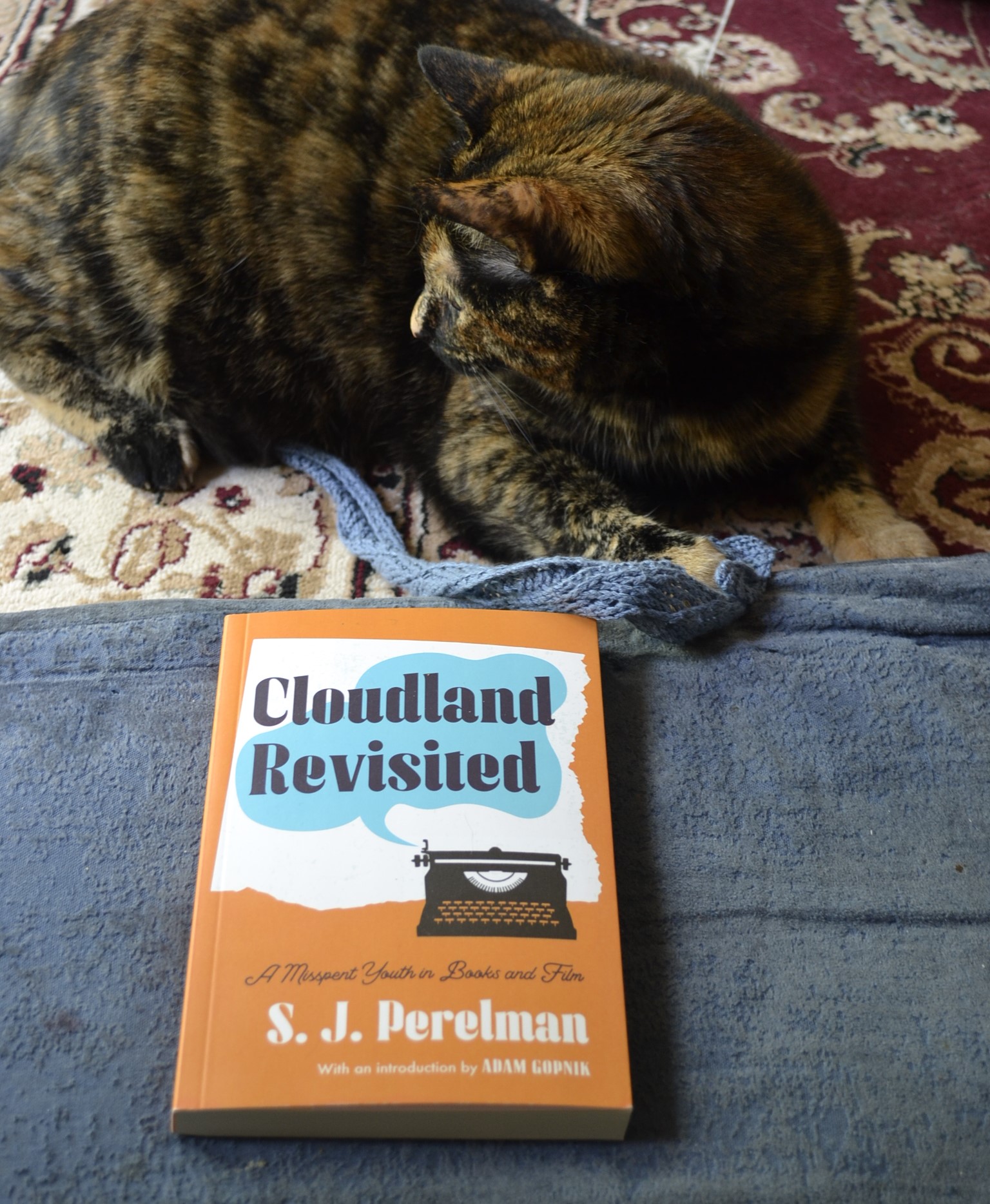 A tortie plays with a blue knit scarf beside a copy of Cloudland Revisited.