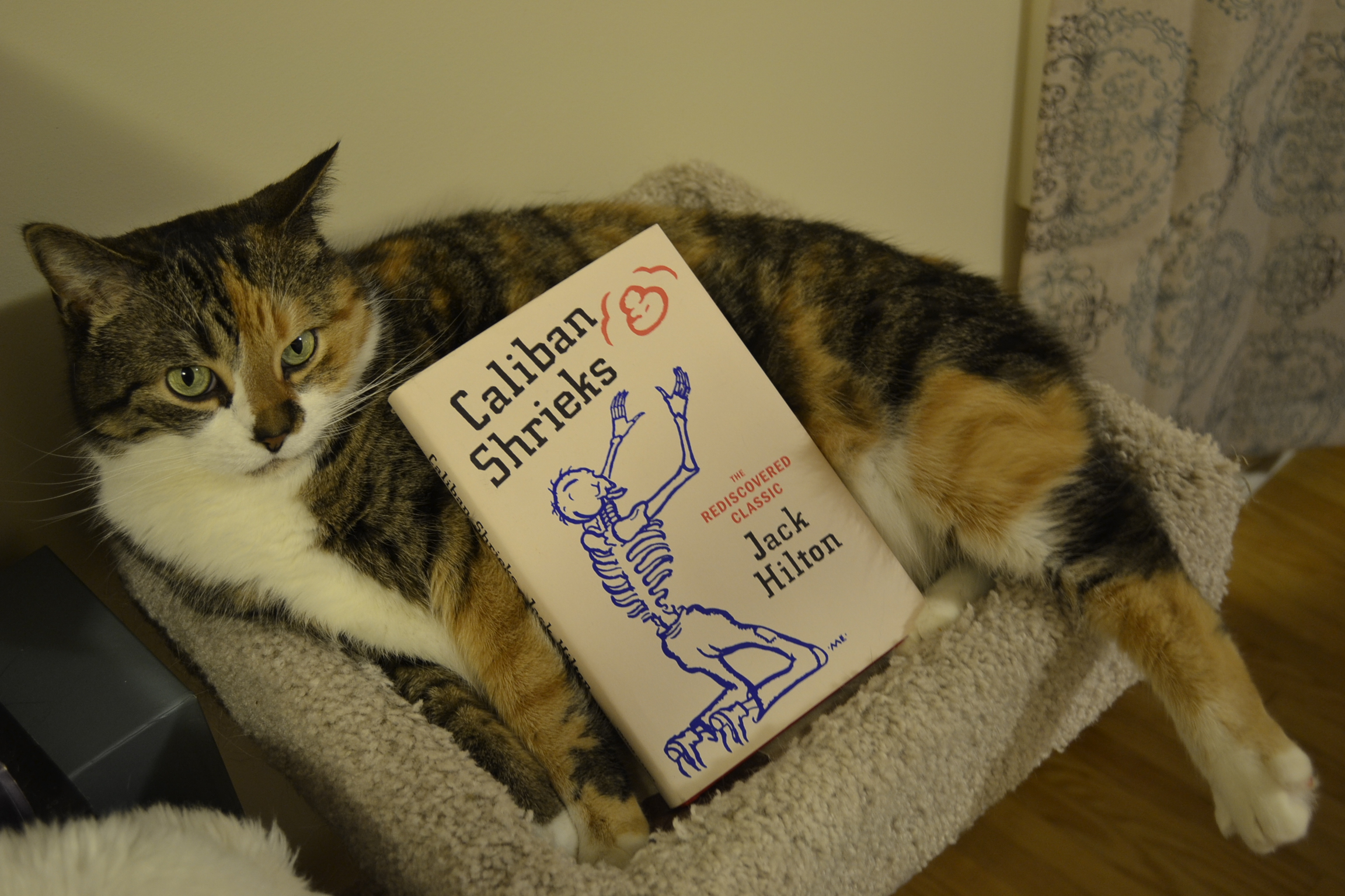 A tabby cat lounges on a cat tree. Resting between her paws is a book by Jack Hilton: Caliban Shrieks.