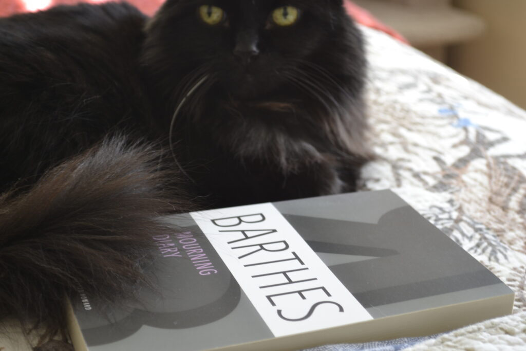 Barthes' Mourning Diary lies on a bed beside a fluffy black cat with one white whisker.