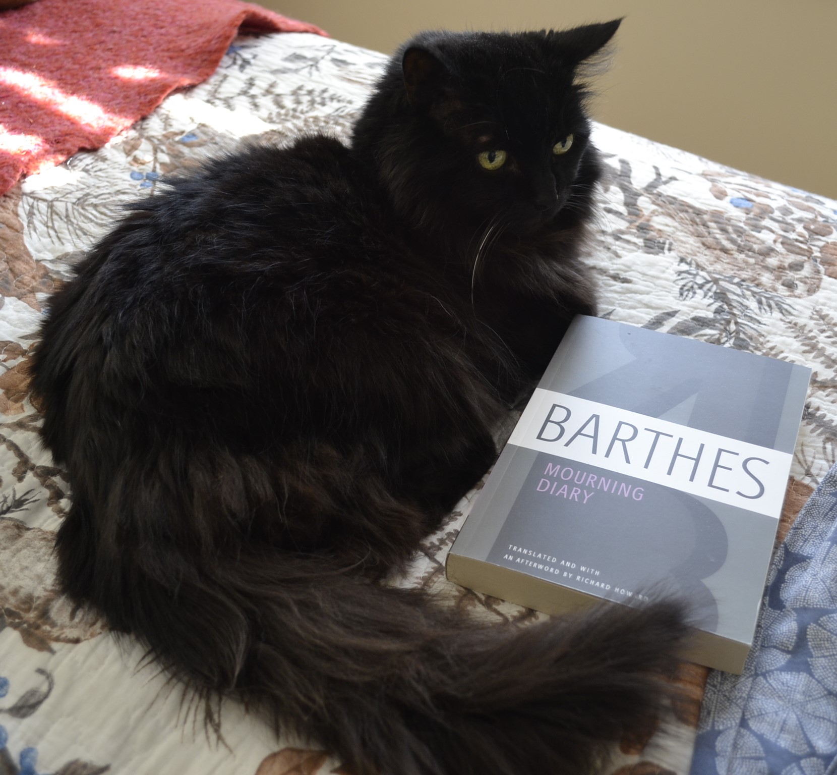 A fluffy black cat nestles a book beside her with her tail.