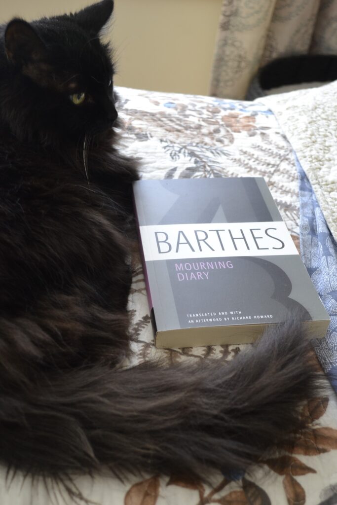 A black cat peers over the edge of a book: Barthes' Mourning Diary.