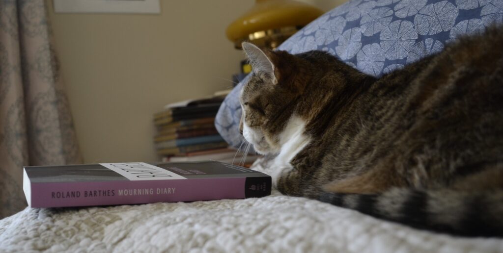 A fawn tabby lies beside a book.