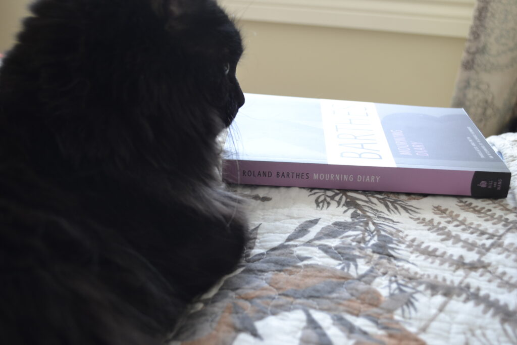 A black cat leans against the purple spine of a book.