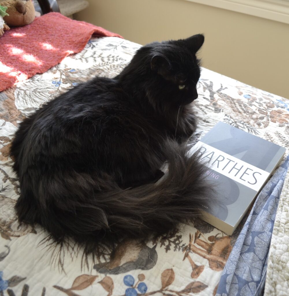 A fluffy black cat with a single white whisker lies on a bed beside a book.