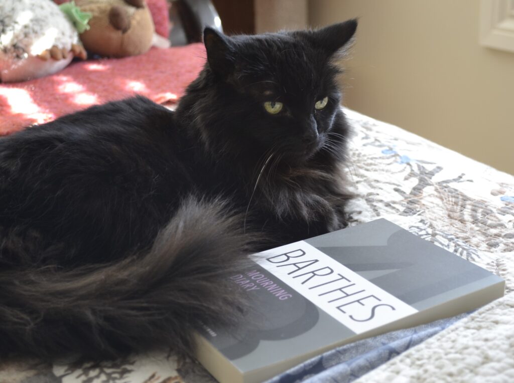 A puffy black cat fluffs her tail around a book: Roland Barthes' Mourning Diary.