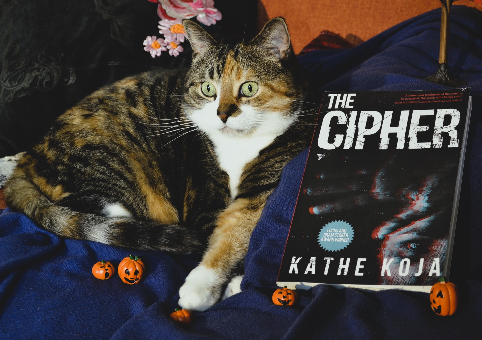 A calico tabby lies on a blue blanket with five miniature jack-o-lanterns and a book: Kathe Koja's The Cipher.