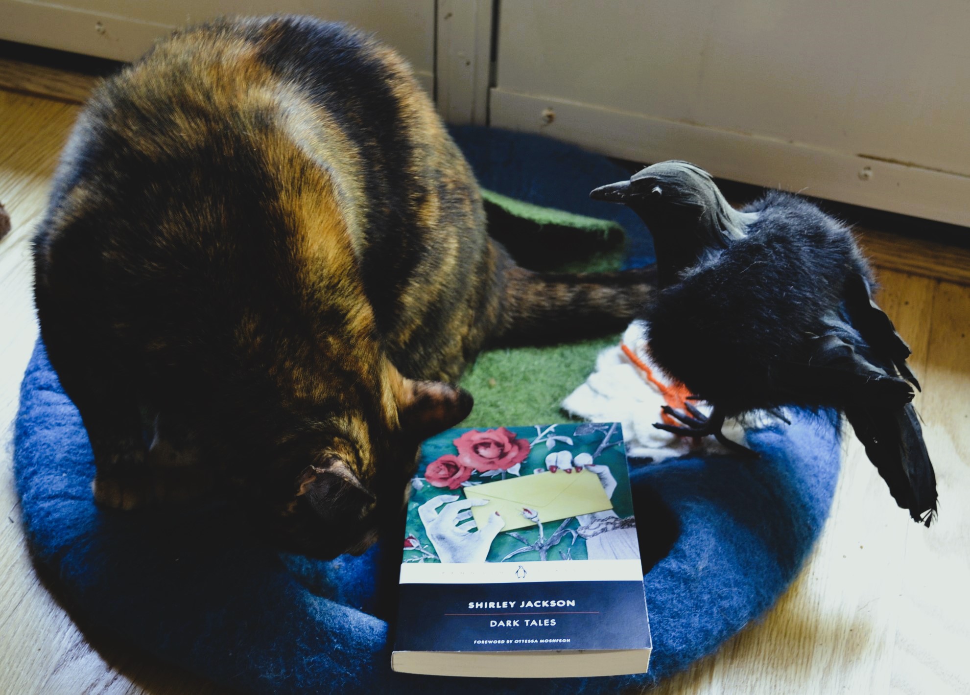 A tortoiseshell cat sniffs a book: Dark Tales by Shirley Jackson.