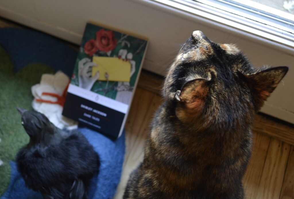 A tortie looks upwards so that the light shines on her face.