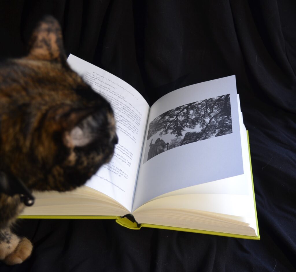 A tortie sniffs an electric green book.