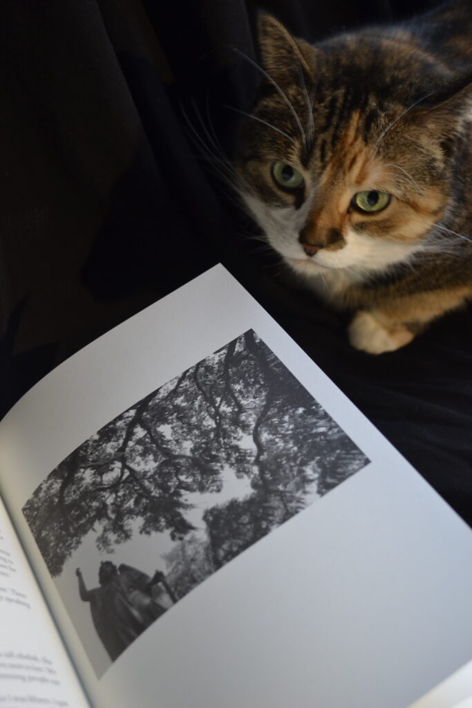 A calico tabby sits beside an open book. The book shows a black and white photo of an stone angel beneath a spreading tree.