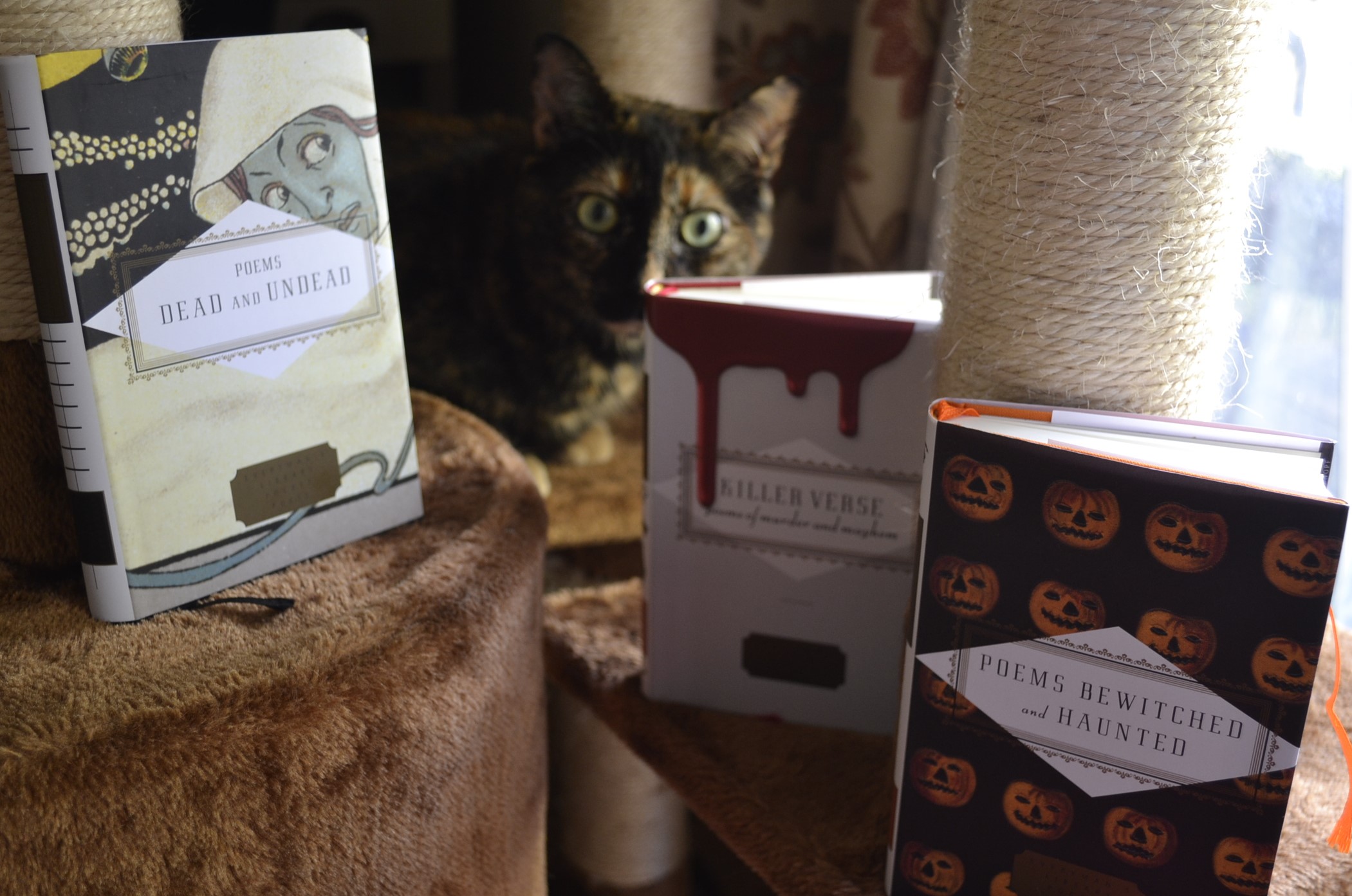 Behind three volumes of poetry, a wide-eyed tortoiseshell cat looks straight at you.