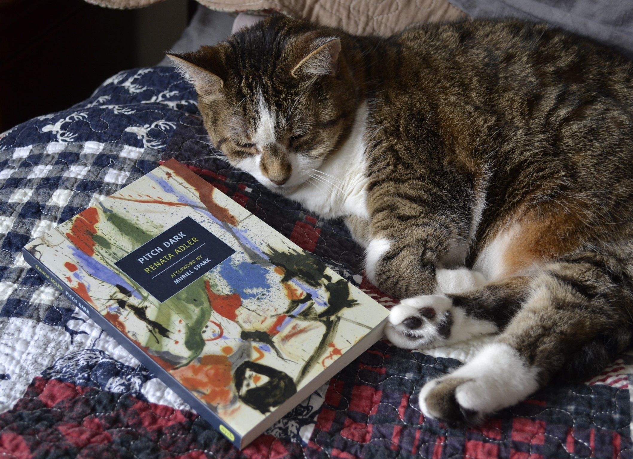 A tabby cat with a brown nose and white paws curls around a book.