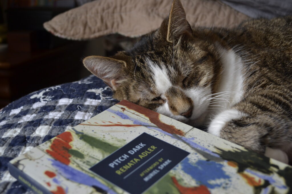 A sleeping tabby rests her head on a book, Pitch Dark by Renata Adler.