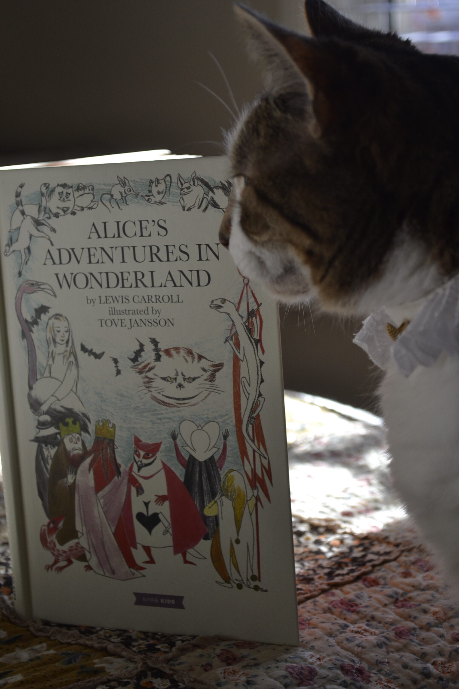 A cat wearing a dainty ruffled collar looks at a copy of Alice's Adventures in Wonderland, illustrated by Tove Jansson.