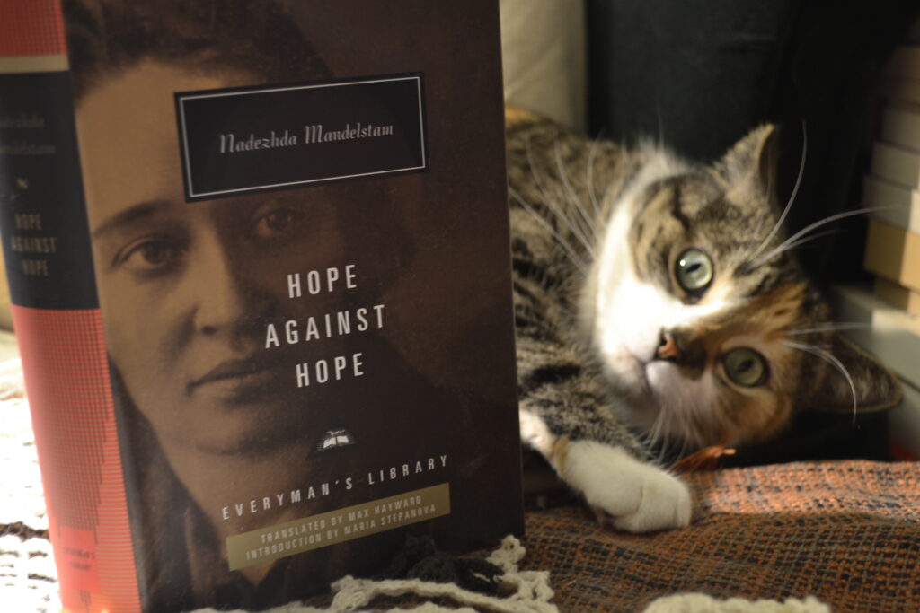 A wide-eyed calico cat stairs at you from behind a book.