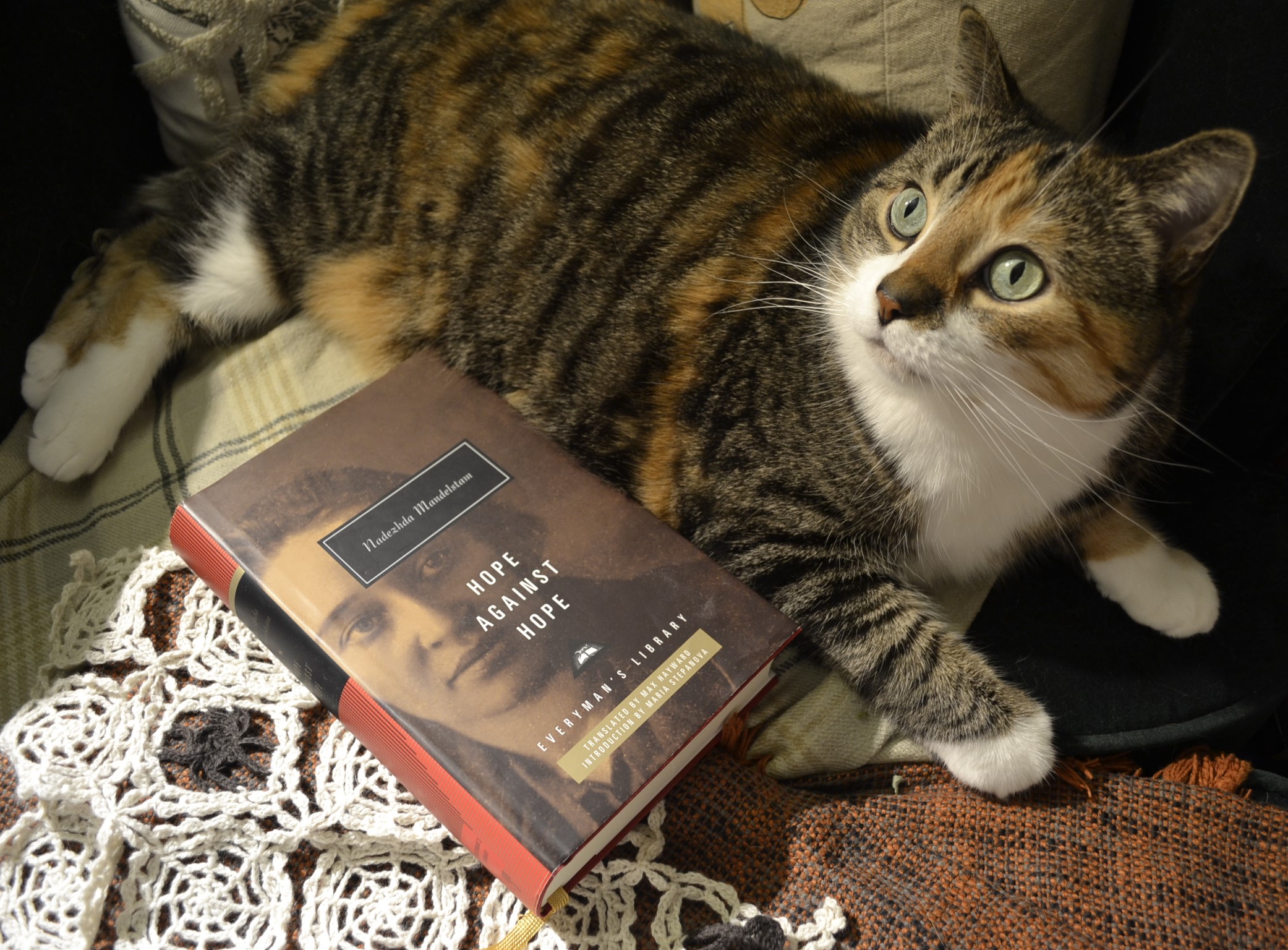 On top of a crochet doily, a calico tabby lounges with a book. The book is Hope Against Hope by Nadezhda Mandelstam.