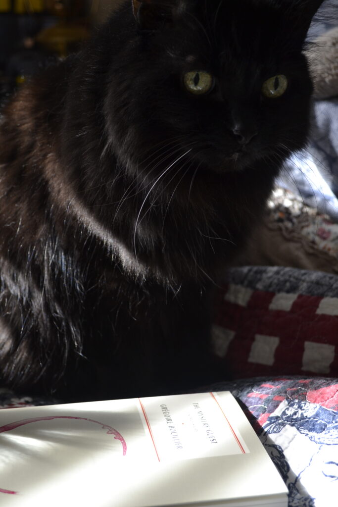 A long-haired black cat with sleek fur and a single white whisker, stands in the sunshine.