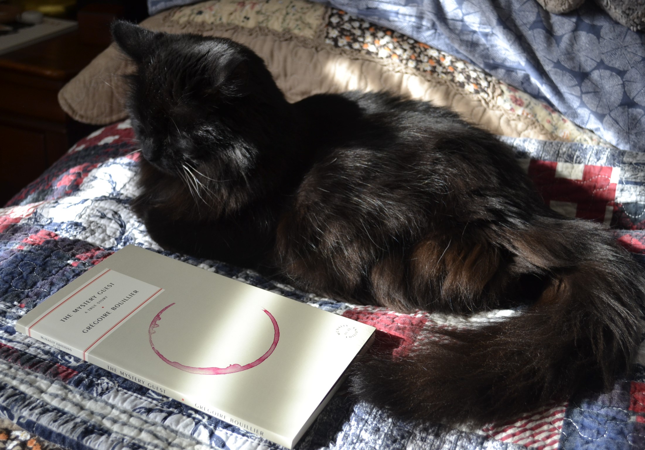 A black fluffy cat lounges in the sunshines, her tail curled around a book. The book is The Mystery Guest by Grégoire Bouillier.