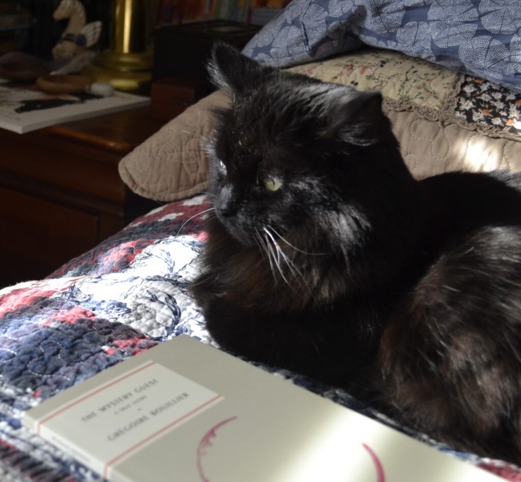 A black fluffy cat sits in the sunshine beside a book.