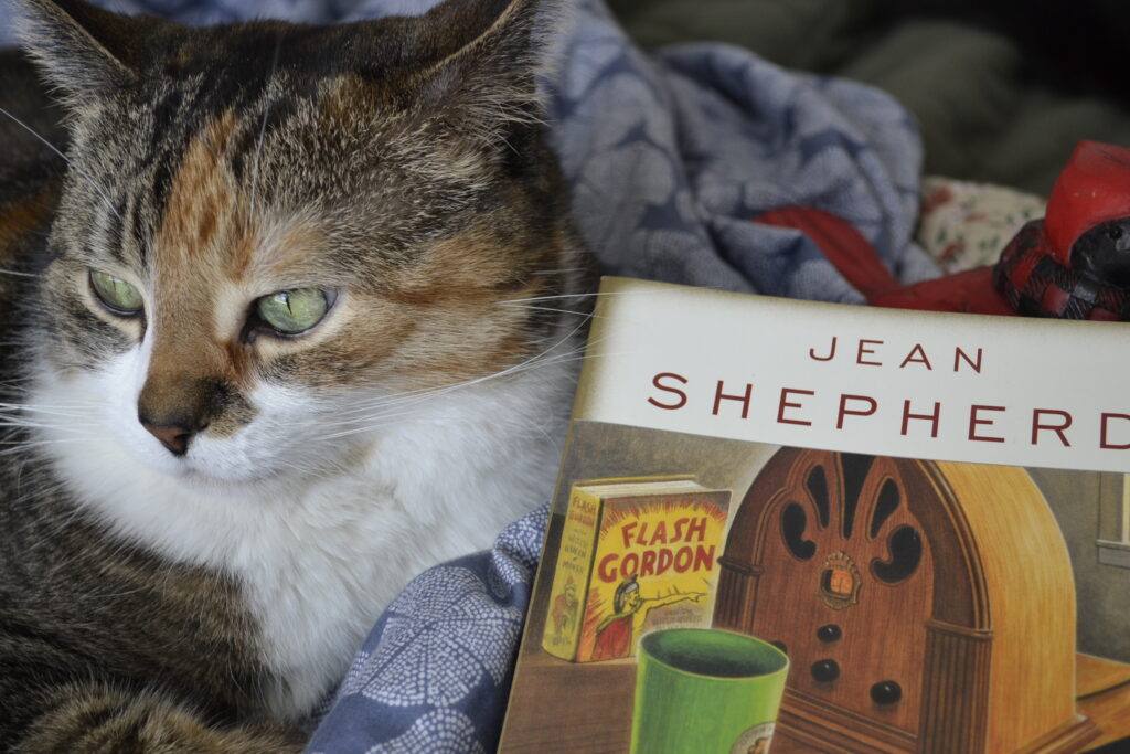 A calico tabby with green eyes and long white whiskers lies beside a book in a pile of blue patterned sheets.