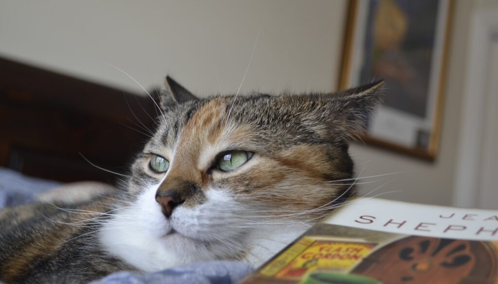 A calico tabby with bright green eyes puts her ears back as she leans her chin against a book.