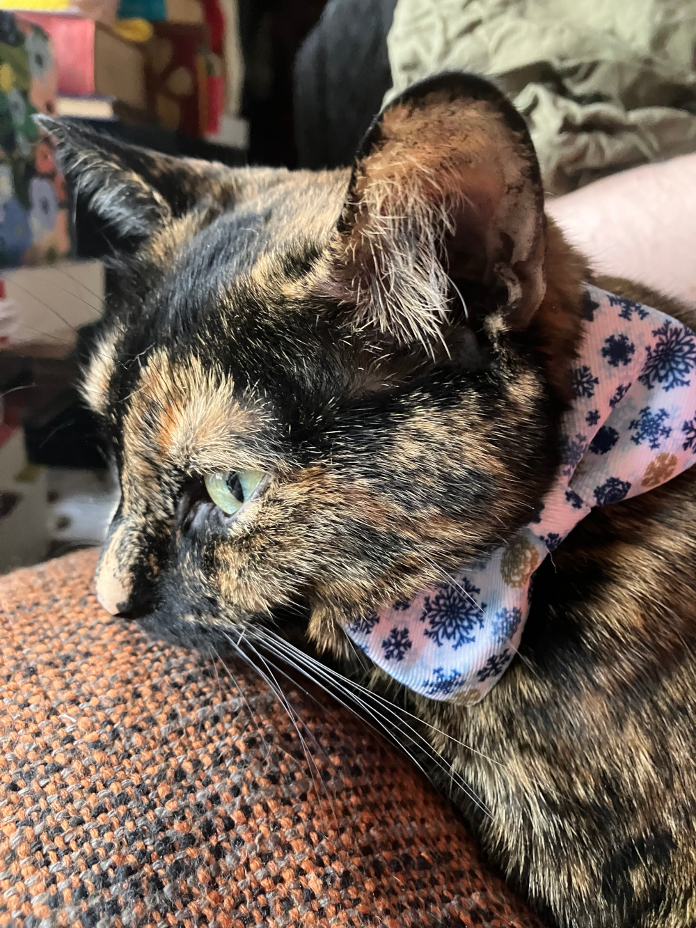 A tortie in a bowtie with blue and gold snowflakes on it. She leans against a blanket and looks tired.